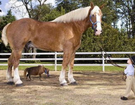 写真马图片,捕捉骏马风采的艺术瞬间
